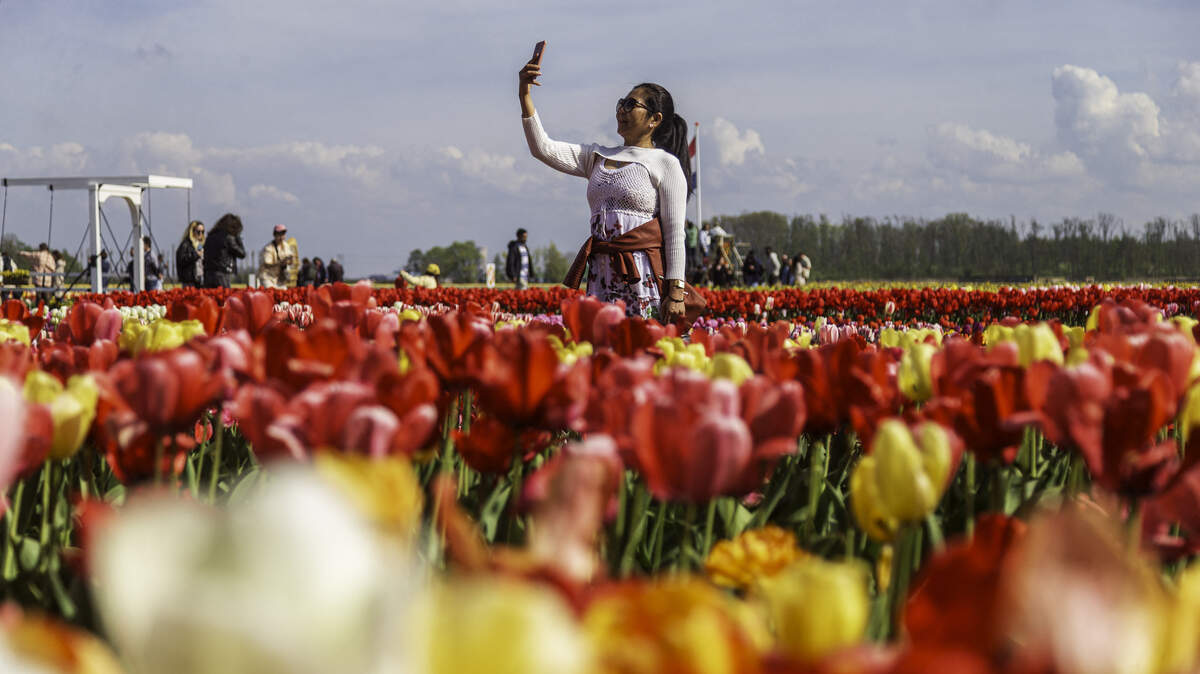Woman taking photos in the vast fields of Dutch tulips in Tulip Experience Amsterdam in Amsterdam, the Netherlands.