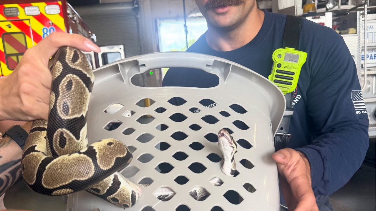 Coral Springs firefighters successfully completed an unusual rescue on Wednesday, April 29, when they extracted a family’s pet snake that had gotten tangled in a laundry basket.