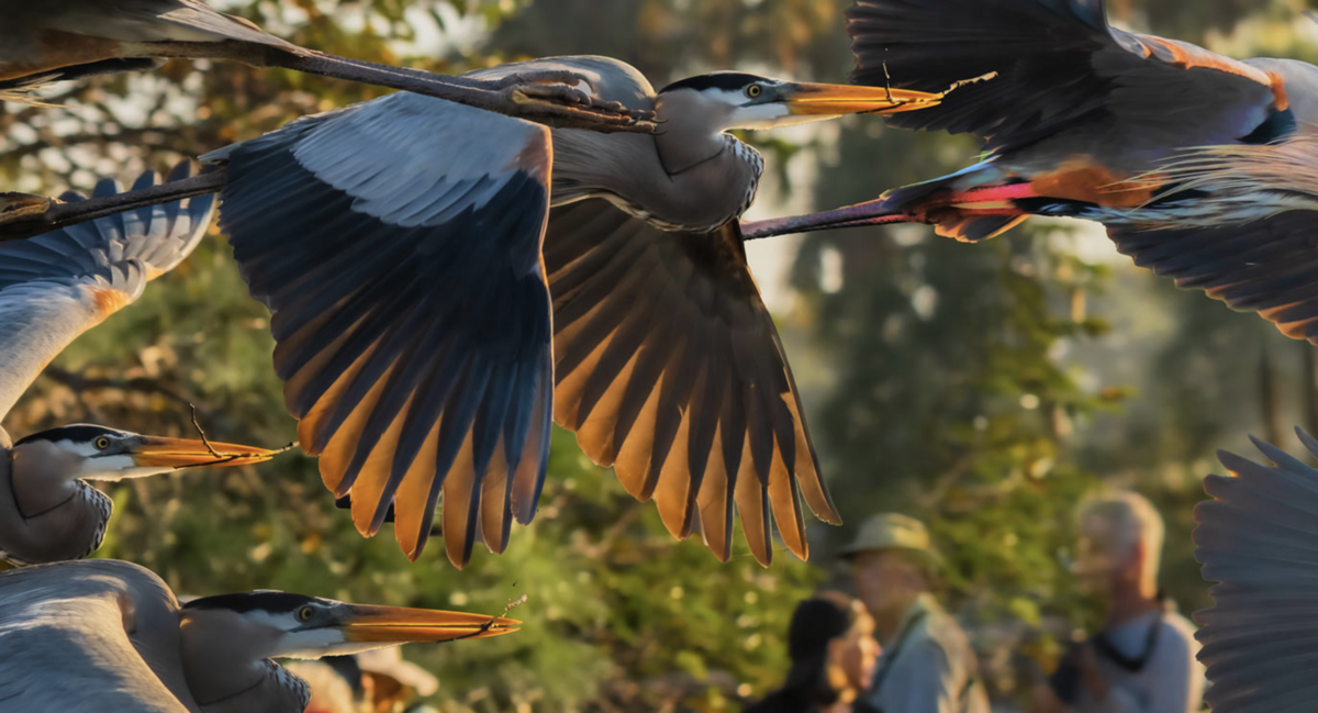 A digital rendering of one of Martin’s works exemplifies his efforts to capture light — and flight — in South Florida’s wildlife preserves.