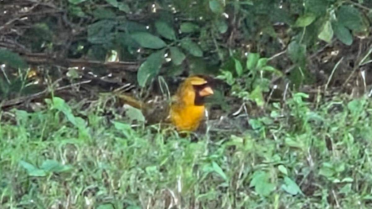 Cardinals with a rare genetic mutation grow yellow feathers, rather than red.