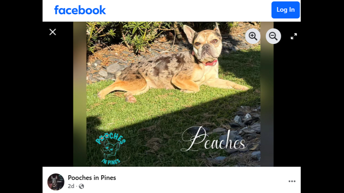 Peaches, along with Sasha and Lana, are in need of forever homes after their former owner was charged with animal cruelty.