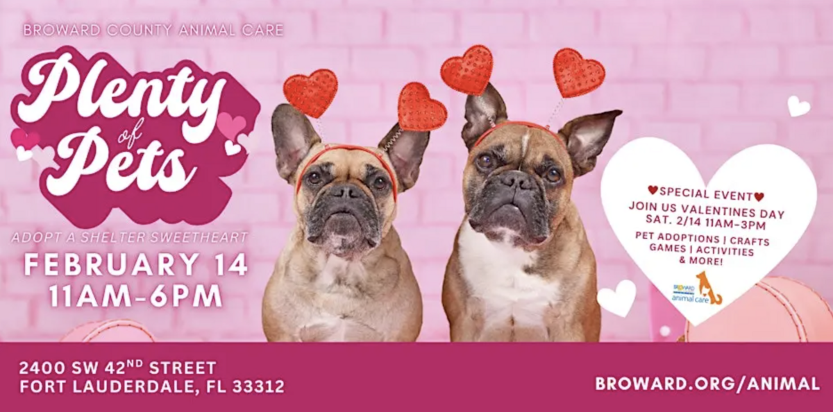Text reads — Plenty of Pets: Adopt a Shelter Sweetheart February 14 11 a.m. to 6 p.m. at 2400 SW 42nd Street, Fort Lauderdale Florida 33312. Image of — two brown and white pugs wearing headbands with red hearts.