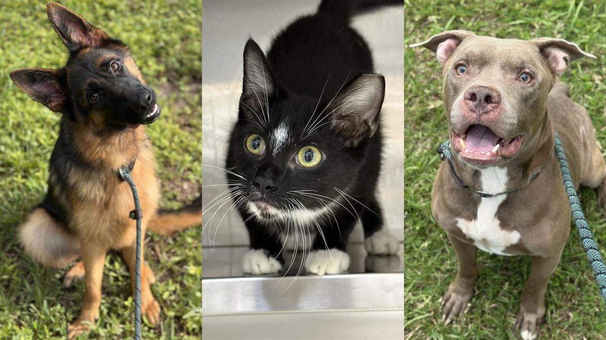 Two very cute and happy dogs looking into the camera. One tuxedo cat looking like he is ready to pounce, but in a fun way.