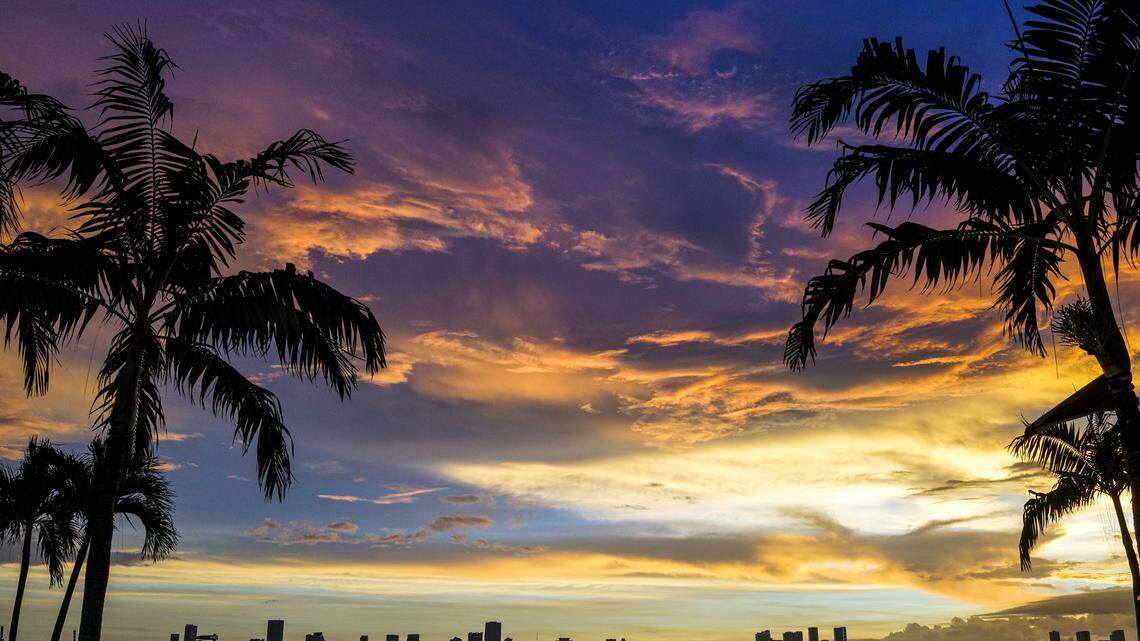 Palm trees and Miami skyline as the sun sets in the background in South Bay, Miami Beach, Florida