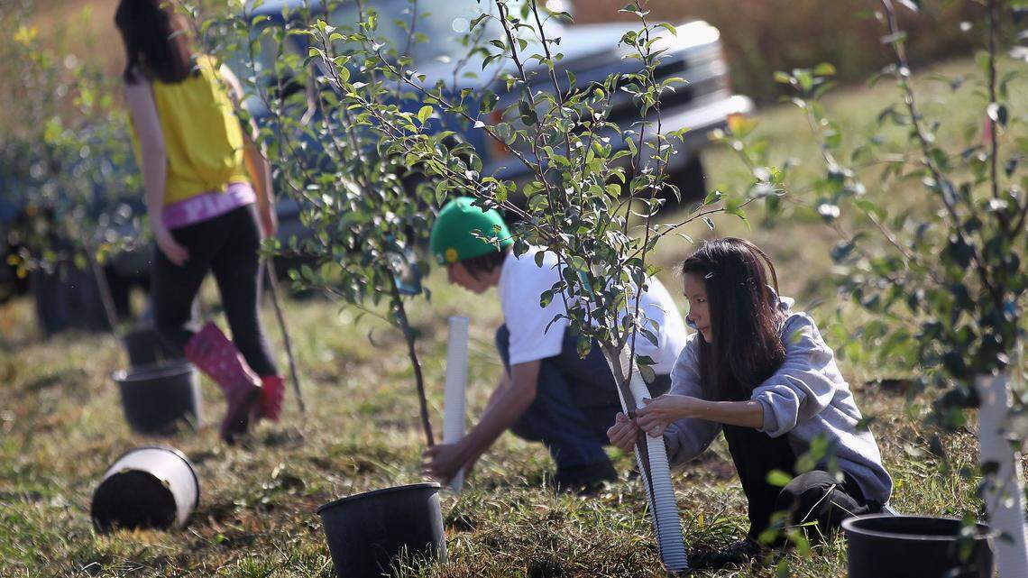 A group of students plant fruit trees.
