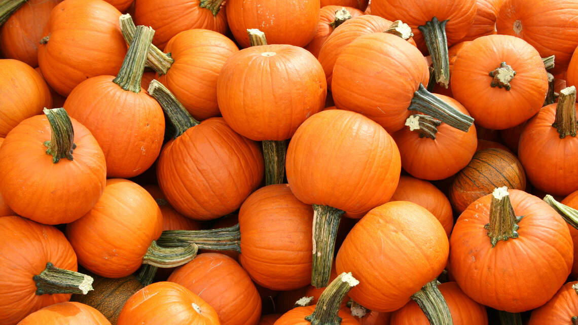 Fresh or Canned Pumpkin Puree for Your Holiday Pie? What Home Bakers Need to Know