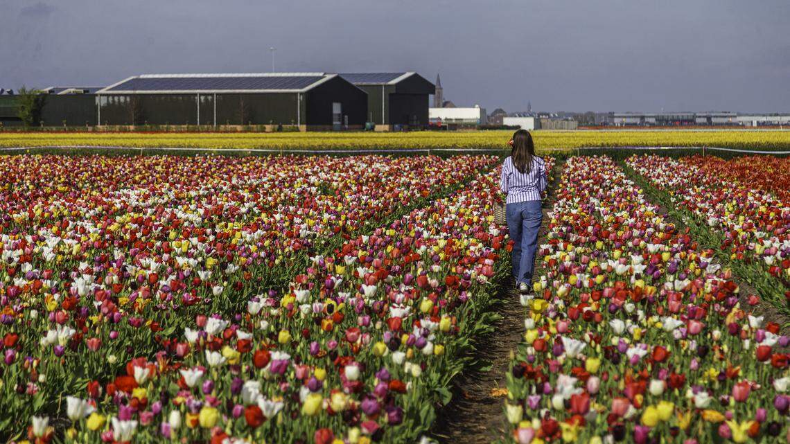 A woman walks through vast fields of Dutch tulips in Tulip Experience Amsterdam in Amsterdam, the Netherlands.