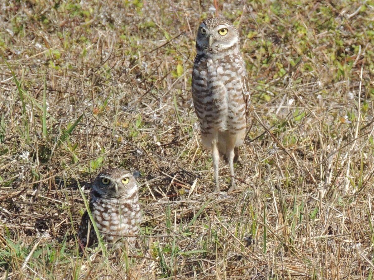 Burrowing owls are considered threatened in Florida, in large part because of aggressive development that destroys vulnerable habitats.