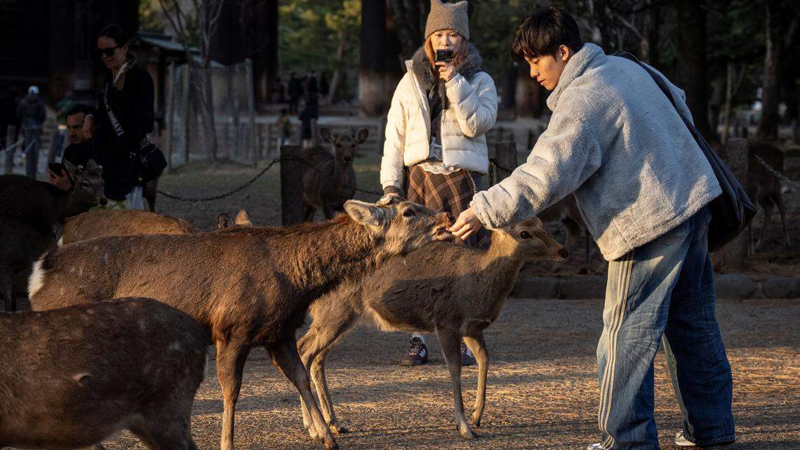 A tourist feeds a deer at Nara park.