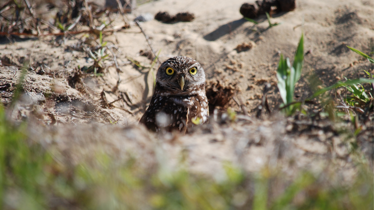 Image of a burrowing owl staring into the camera