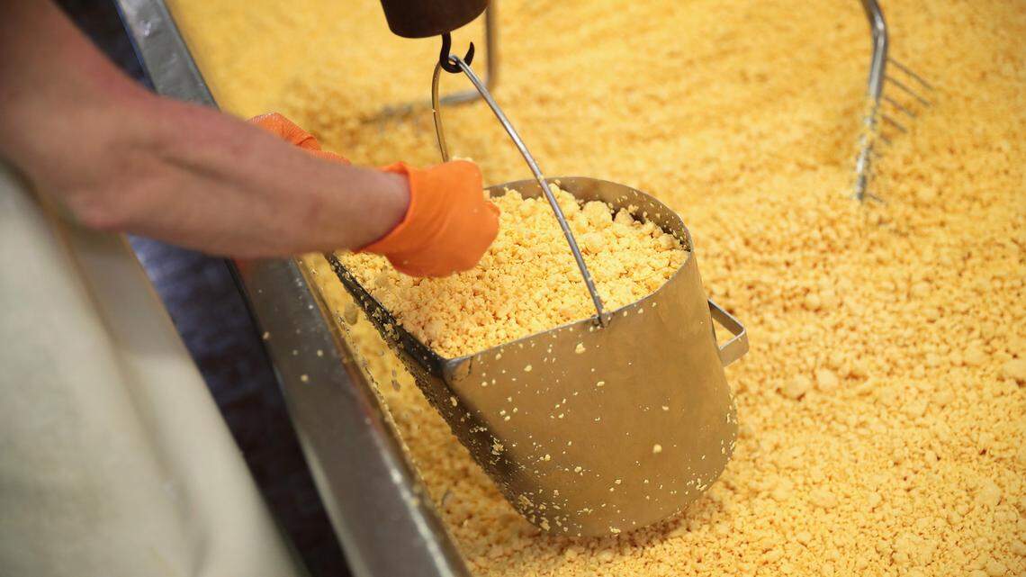 A worker scoops up a pail of Colby cheese curds at the Widmer’s Cheese Cellars in Theresa, Wisconsin.