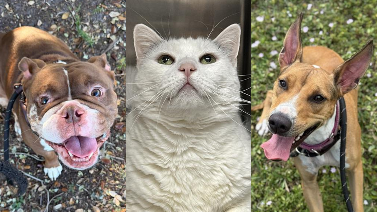 Broward County Animal Care is offering $25 adoptions until Monday, Dec. 15.