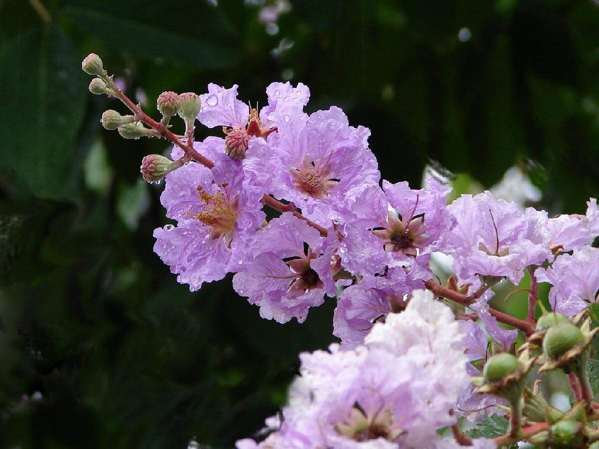 The Queen Crepe Myrtle, also known as a Crape Myrtle or Pride of India, blooms in the summer. The shade trees can grow to be between 30 and 60 feet tall and are known for the bright flowers they produce.