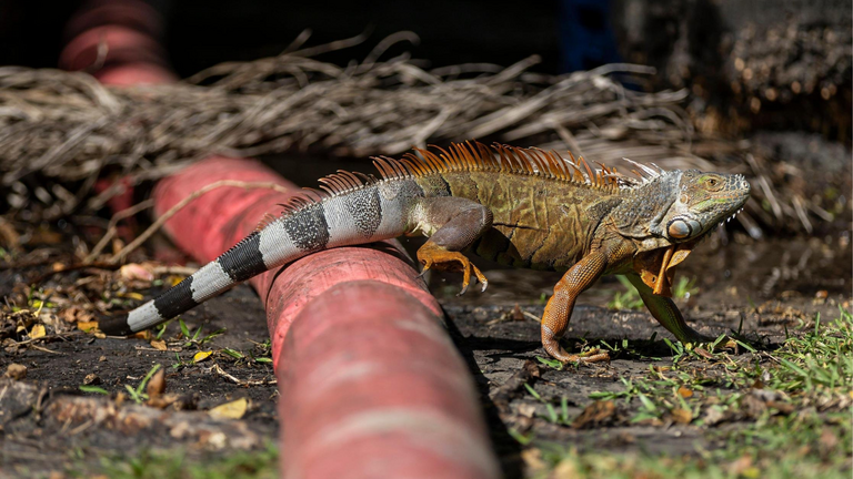 Iguana-hunting showdown turns violent, leads to arrest of Coral Springs man