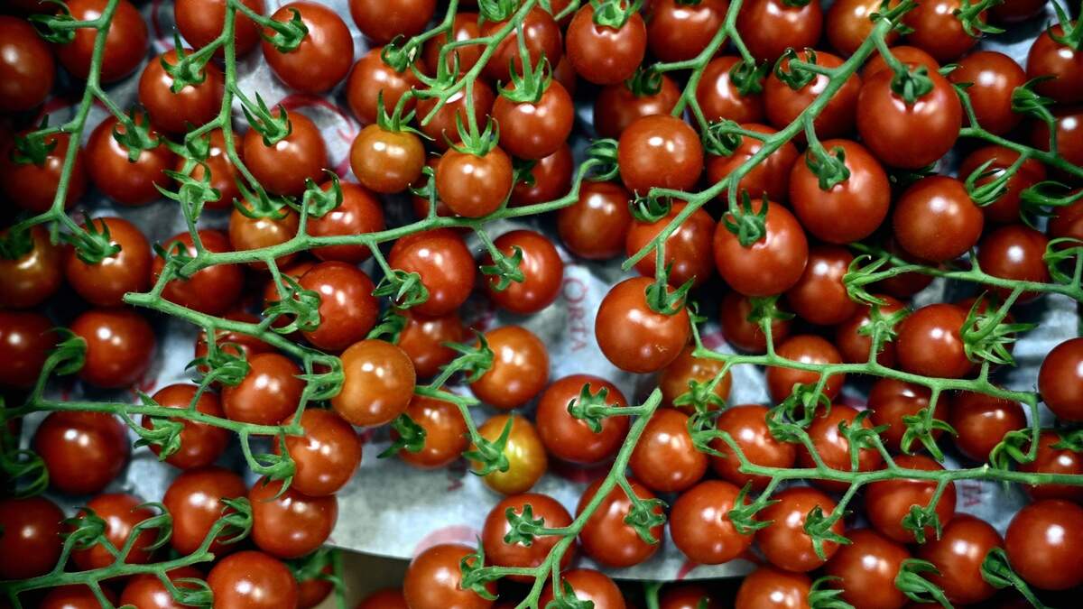 Meet Fresh Tomatoes’ Peak Season Rules: Stem Taping, Paper Bag Ripening and Recipes Worth Trying