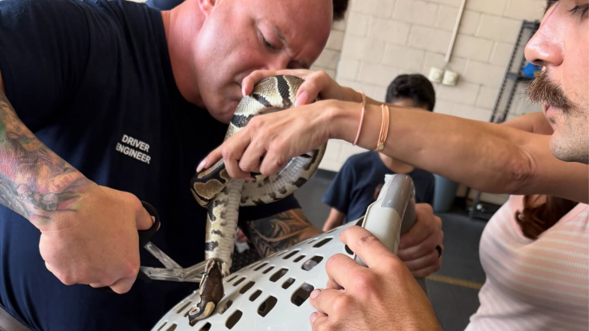 Coral Springs Fire Department staff and the python’s owner work together to extract the snake.