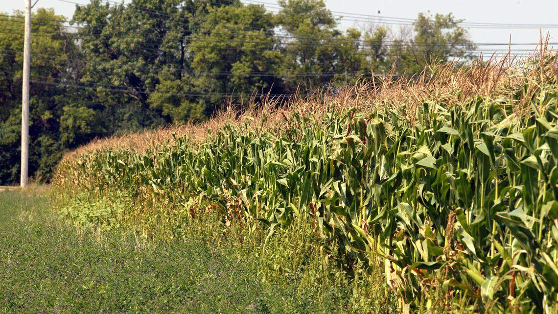 A field of corn in Prairie View, Illinois.
